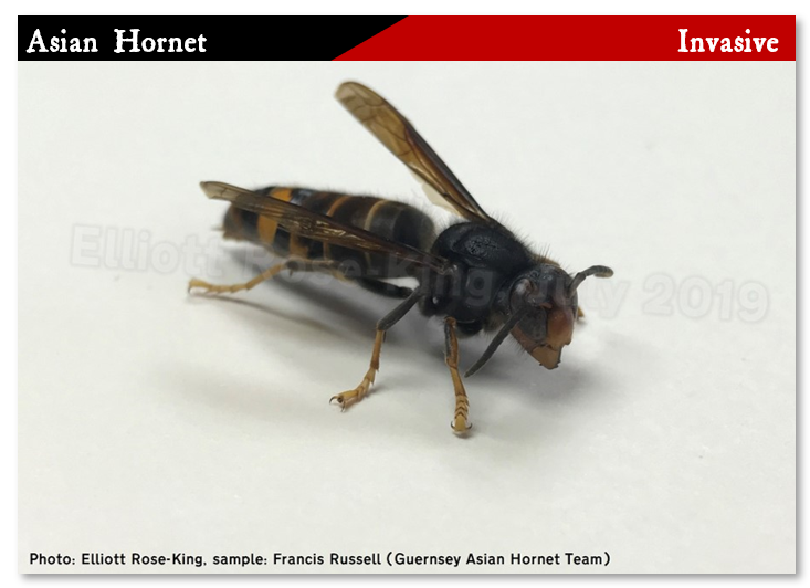 Asian Hornet