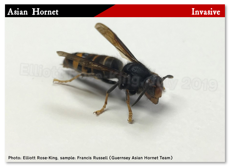 Asian Hornet 