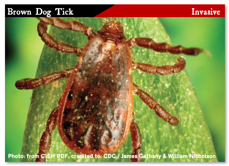 Brown Dog Tick