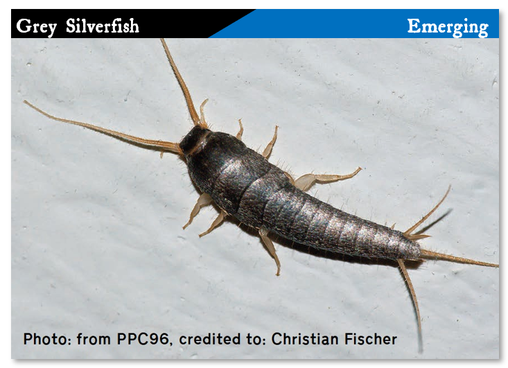 Grey Silverfish