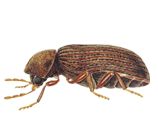 Biscuit Beetle