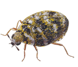 Carpet beetles