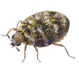 Carpet Beetle