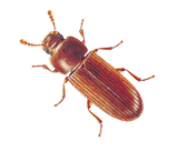 Flour Beetle