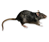 Rat