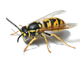 Wasps