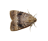 Moths