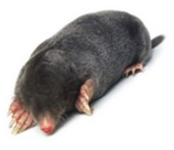 Mole